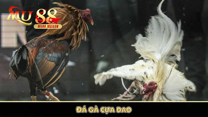 Đá gà MU88 có điều gì thu hút người chơi 3 Đá gà cựa dao