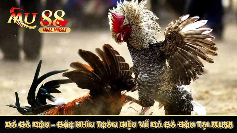góc nhìn toàn diện về đá gà đòn mu88